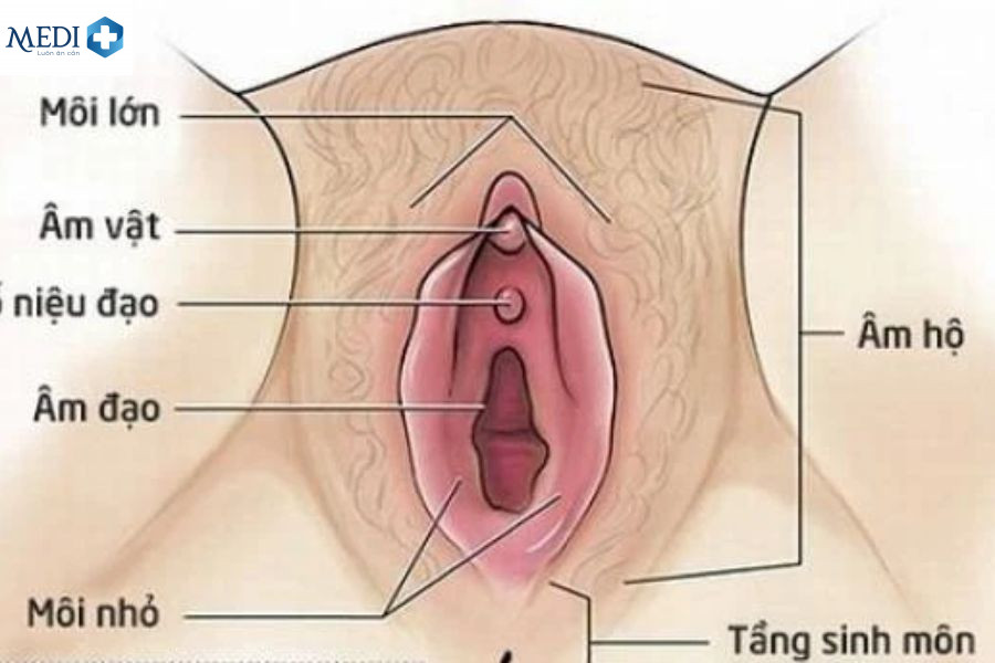 Môi bé hay môi nhỏ (labia minora) là hai lớp da nằm ở bên trong cửa âm hộ